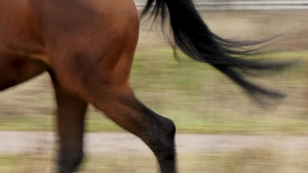 Tyttö kuoli viikonloppuna hevosen potkuun. Kuvituskuva.
