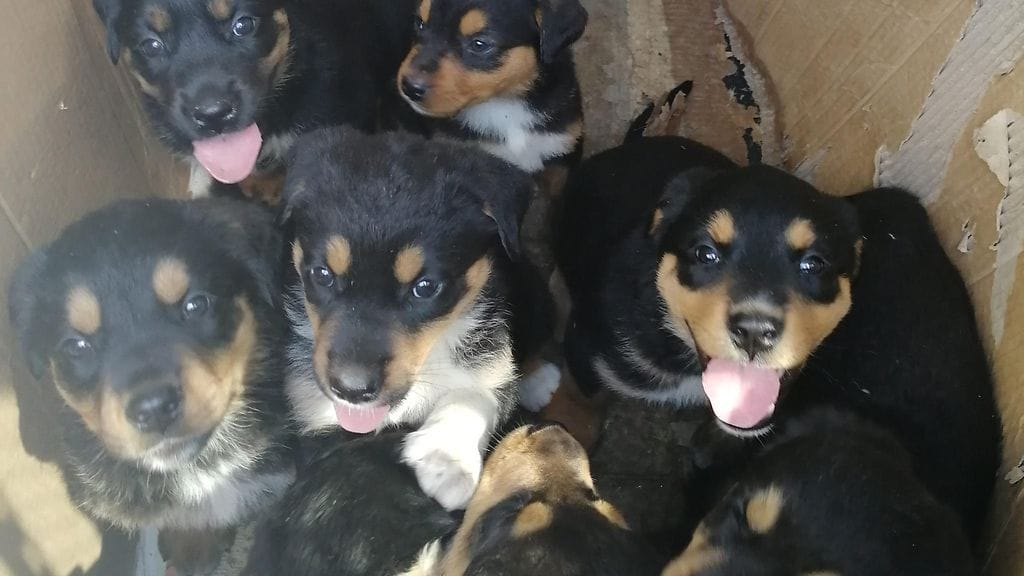 Virosta Suomeen tuodut pennut jouduttiin lopettamaan.