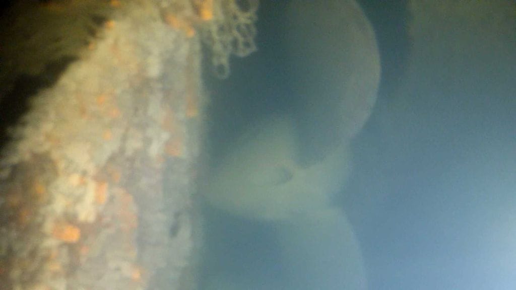 M/S Irma potkuri ja peräsintä