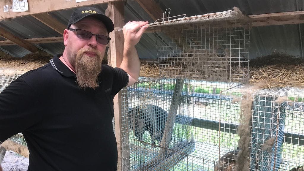 Lasse Joensuu toivoo, että Suomessa ei seurata Norjaa turkistarhauksen kieltämisessä.