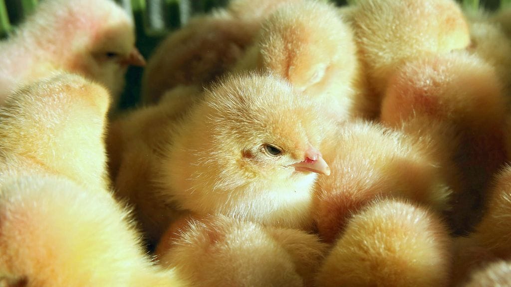 Kukonpoikasten tappaminen tarpeettomana on herättänyt paljon keskustelua viime vuosina.