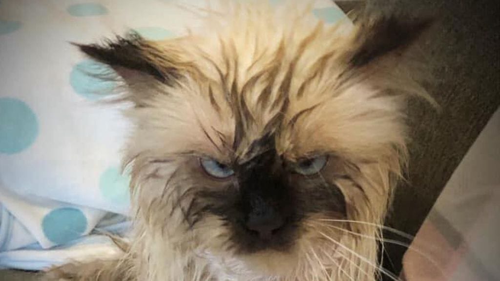 Olisitko kuvan perusteella arvannut, että Jaska ei pidä kylpemisestä?