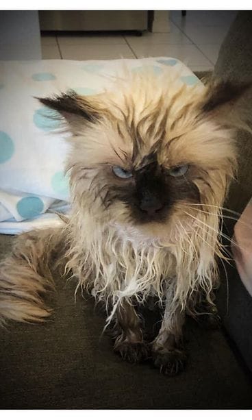 Jaska-kissa kylvyn jälkeen