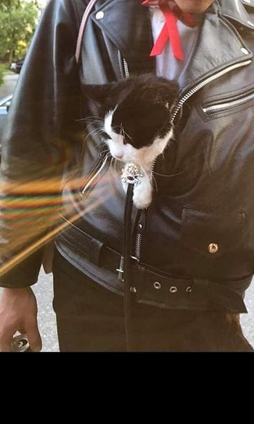 varastettu kissa epäilty