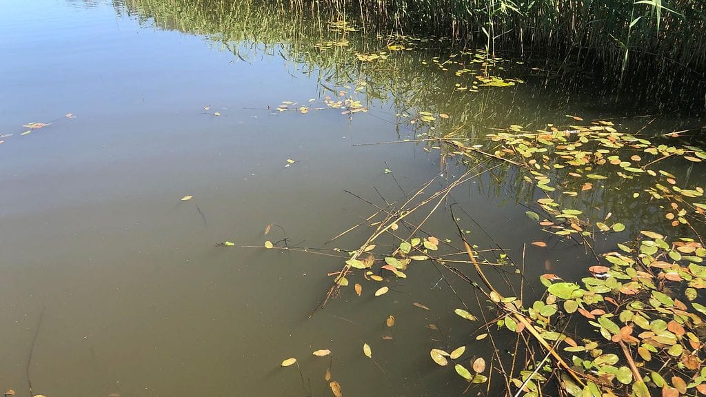 Enäjärvi, Vihti, rehevöityminen