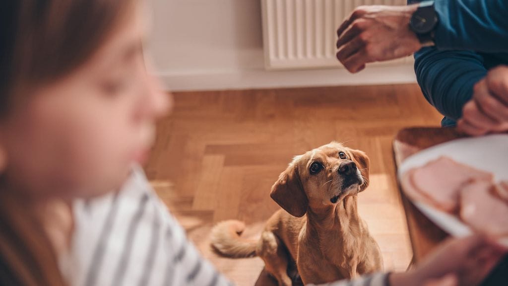 Ruokapöydästä kerjätyillä herkuilla kertyy helposti ylimääräistä koiran pieneen vartaloon.