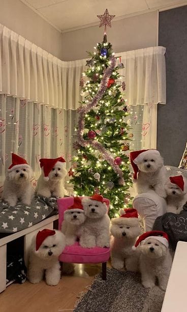 Whitemoonwalkerbichons 4