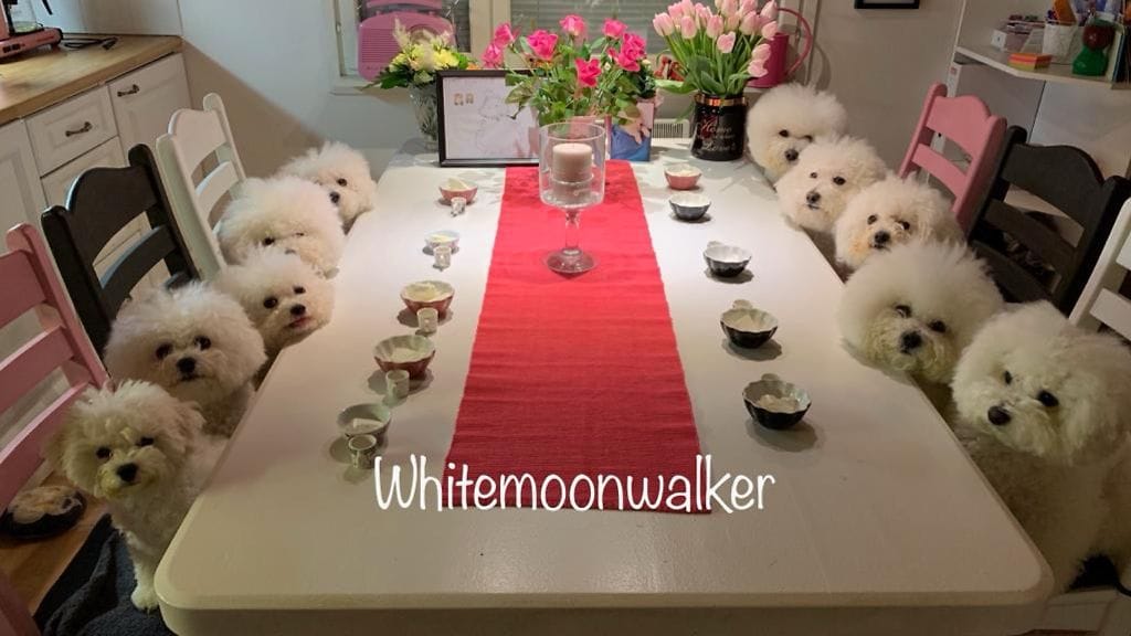 Whitemoonwalkerbichons 2