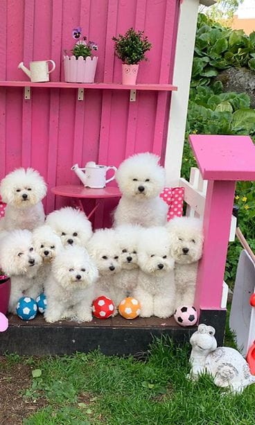 Whitemoonwalkerbichons 1