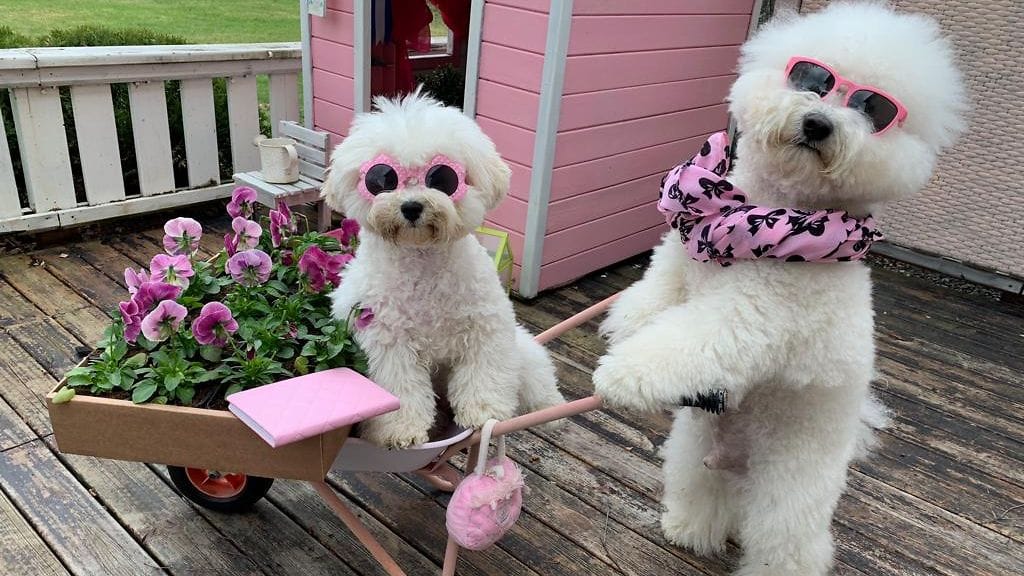 Whitemoonwalkerbichons 3