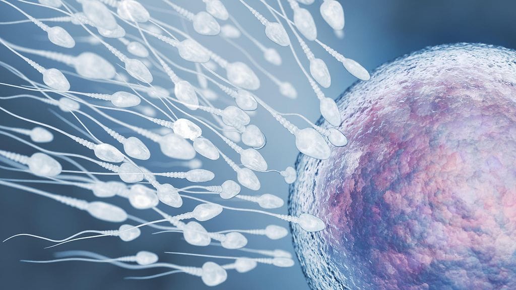 Löydökset osoittivat, että vuorotöissä ja fyysisesti vaativissa töissä käyvien miesten spermassa oli suurempi määrä siittiöitä.