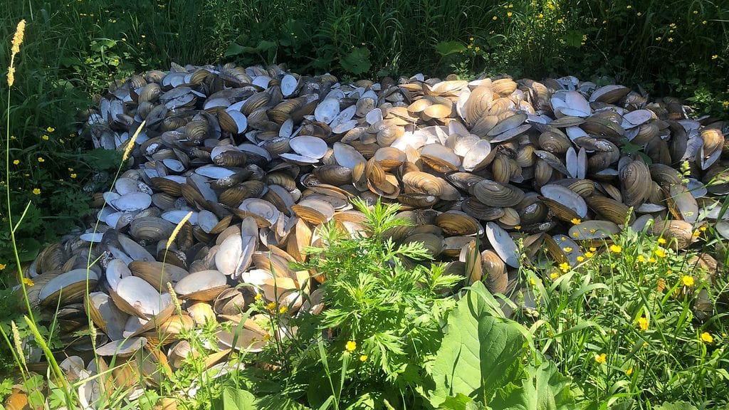 Simpukankuoria Virkkusten pihassa