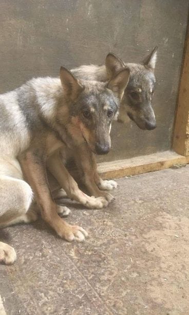 81574_Karkkilasta_loydetty_elain_ja_sen_aiemmin_lopetettu_sisarus