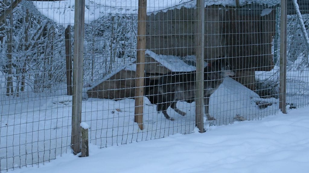 81575_Lopelta_loydetty_elain