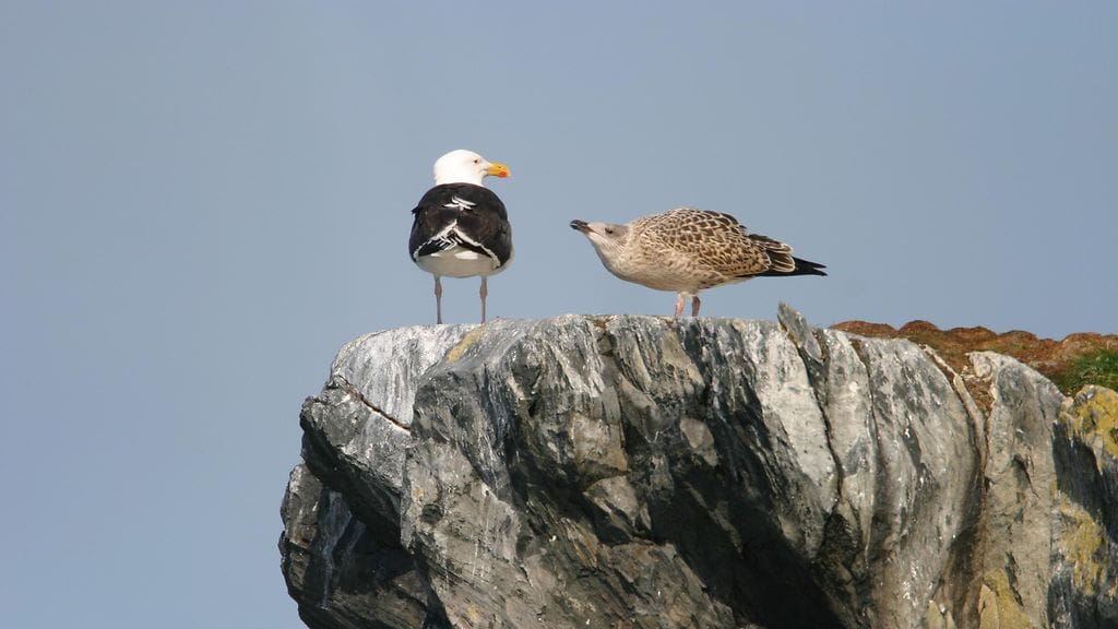 Osa lokkilinnuista on mahdollisesti saanut vastustuskykyä lintuinfluenssalle