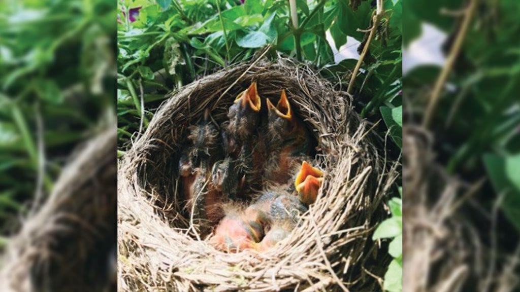 Järvenpää yllätys 1