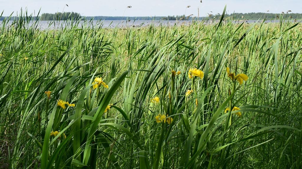 Höytiäisen rantamaisemaa juhannusaattona.
