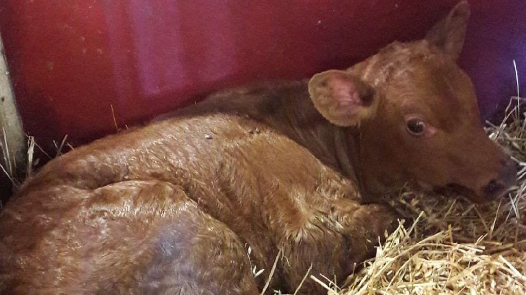 Ruusu syntyi juhannusyönä ja sai nimensä sen mukaan.