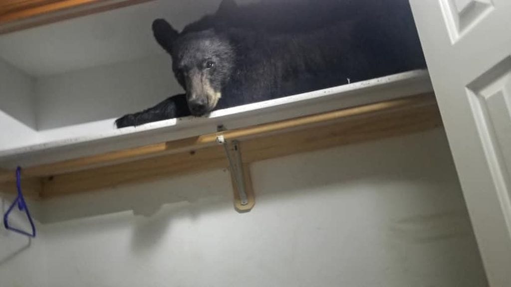 Mustakarhu otti nokkaunet komeron hyllyllä.