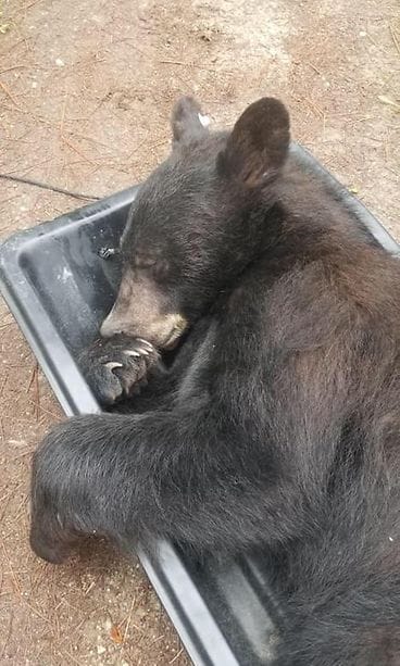 mustakarhu Montana Yhdysvallat