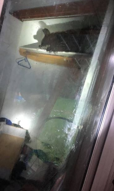 mustakarhu usa montana komero