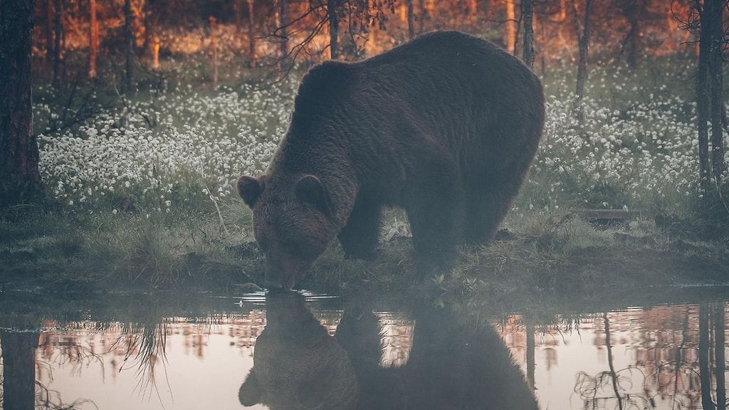 Luontokuvaaja Antti Rintala oli viime keskiviikon ja torstain välisenä yönä nähnyt jo yhden pienen karhun, mutta jäi odottamaan vielä isompaa. Lopulta sellainen tuli.