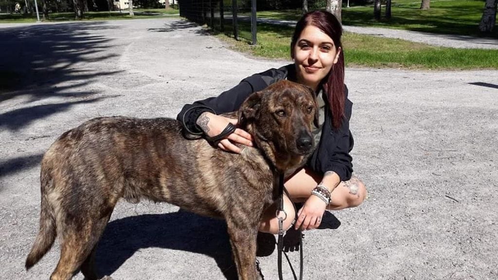 Madeleine al-Shammari laittoi koirastaan katoamisilmoituksen Facebookiin. Ilmoitus on saanut paljon julkisuutta ja joitakin näköhavaintoja on tullut, mutta kyseessä ei ole ollut Madeleinen koira.