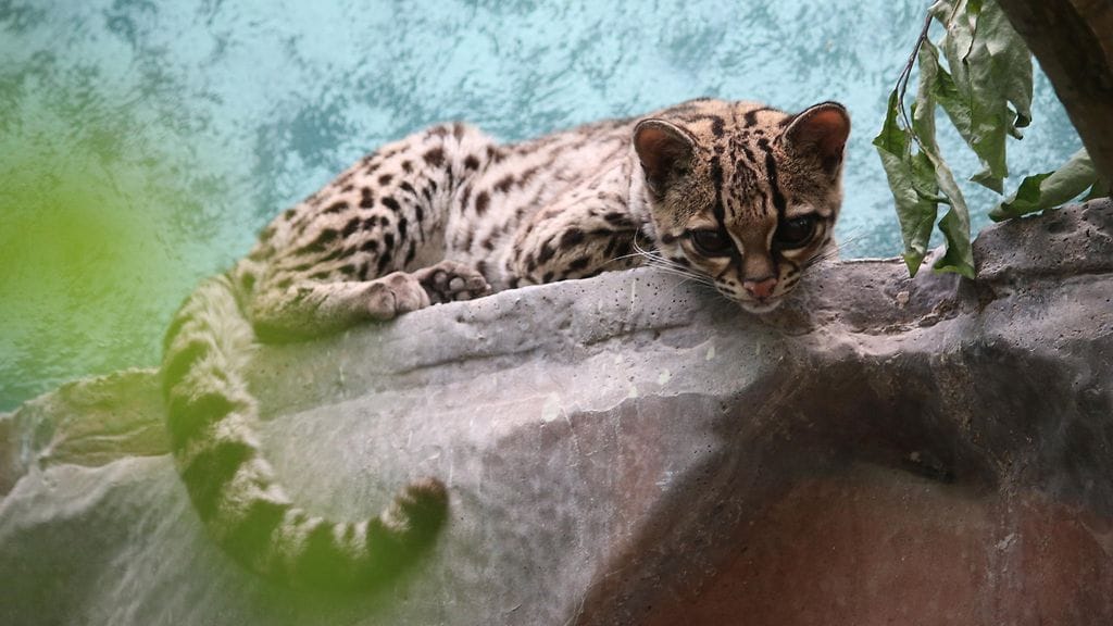 margai pitkähäntäkissa