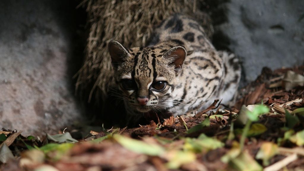 margain pitkähäntäkissa korkeasaari
