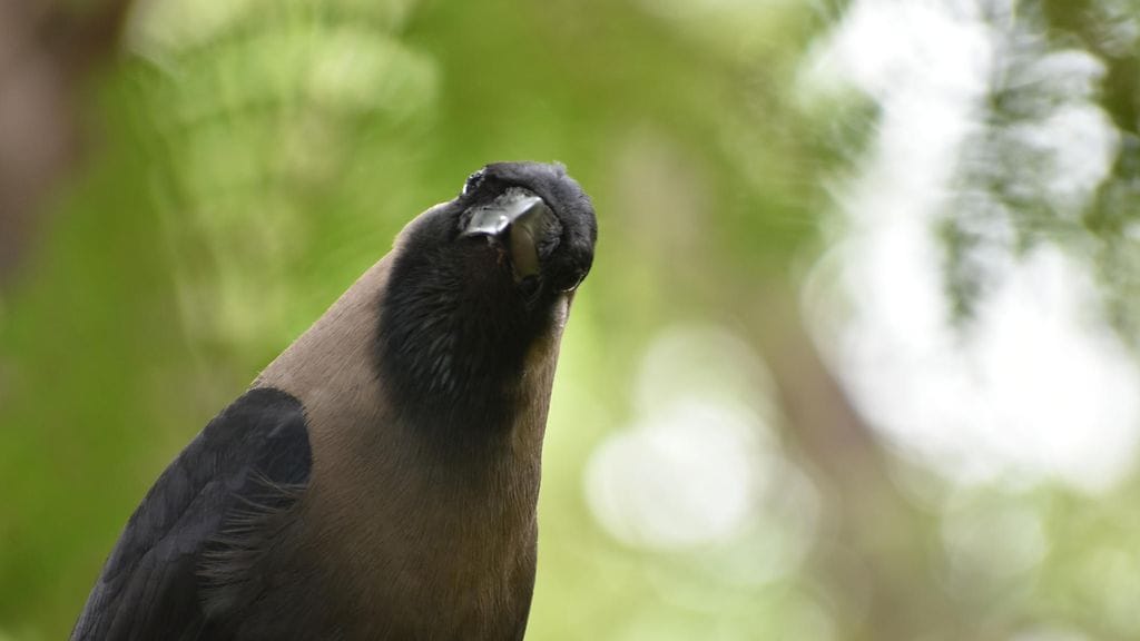 Japanilaiskäyttäjän tviitti herättää ihmetystä videonsa vuoksi. Videolla esiintyy varis, jonka ulkomuodossa on jotakin pahasti vialla.