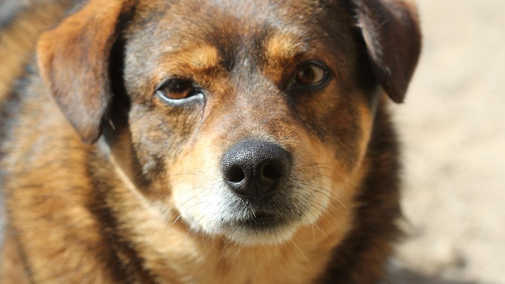 Koiranpentu hylättiin törkeällä tavalla Yhdysvalloissa. Kuvituskuva.