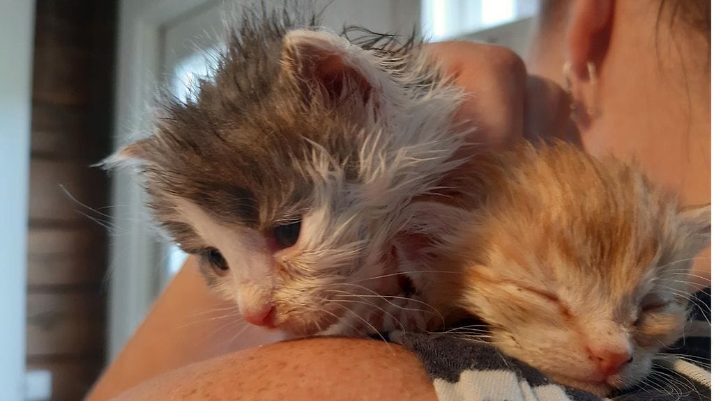 kissanpennut sylissä