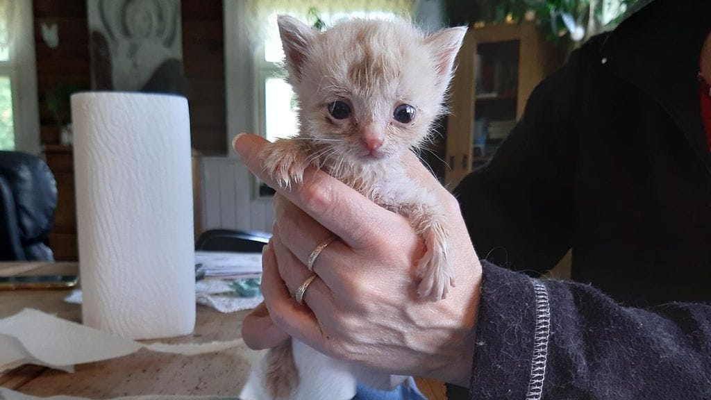 kissanpentu kädessä