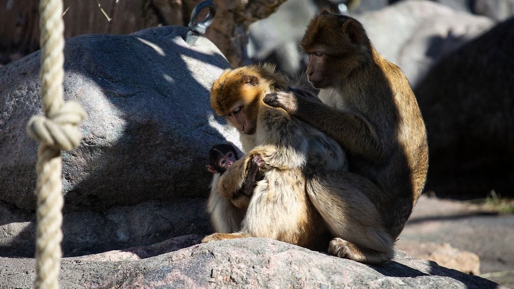 Ensimmäinen berberiapinan poikasista syntyi tiistaina aamuyöllä ja toinen torstai-iltana.