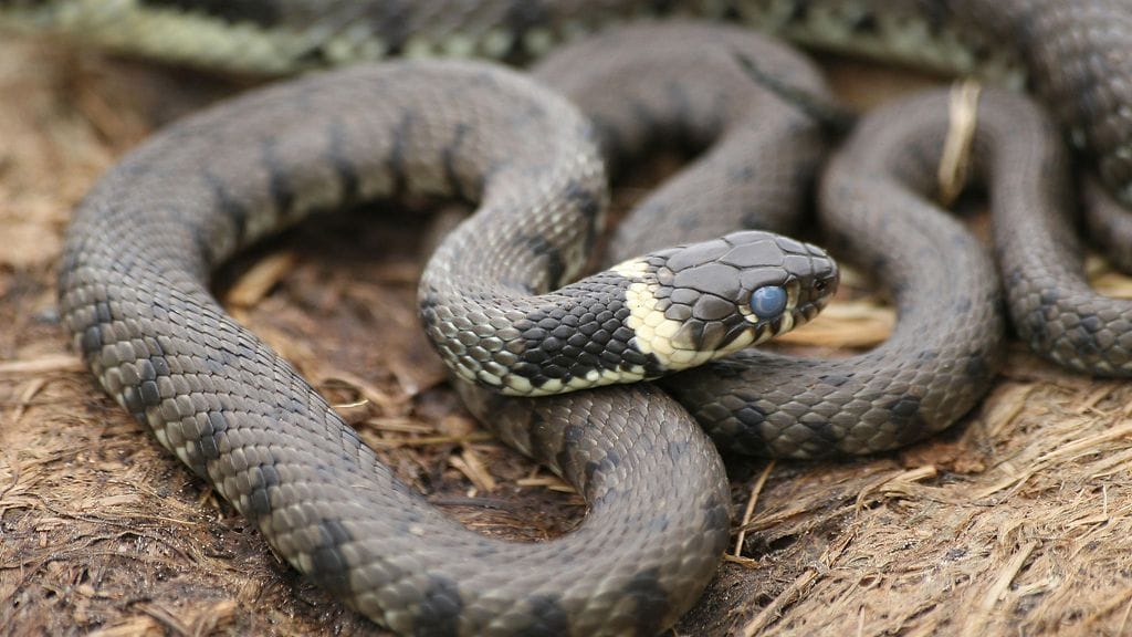 aop rantakäärme natrix natrix