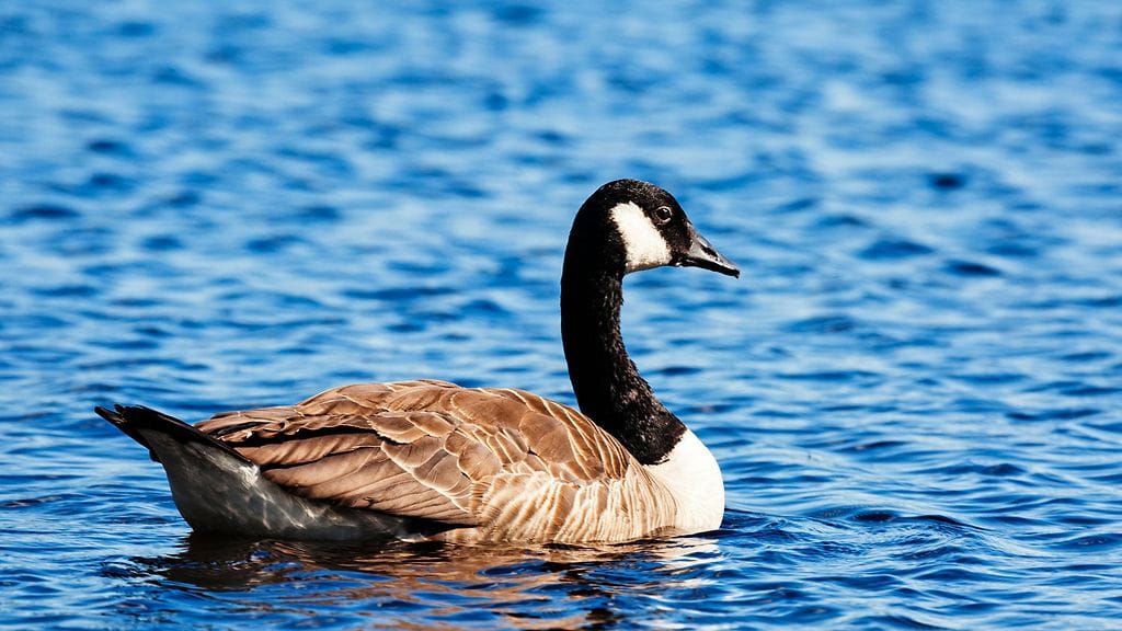 Lintuinfluenssaa on todettu yhdessä kyhmyjoutsenessa ja kolmessa kanadanhanhessa (kuvan lintu ei liity tapaukseen).