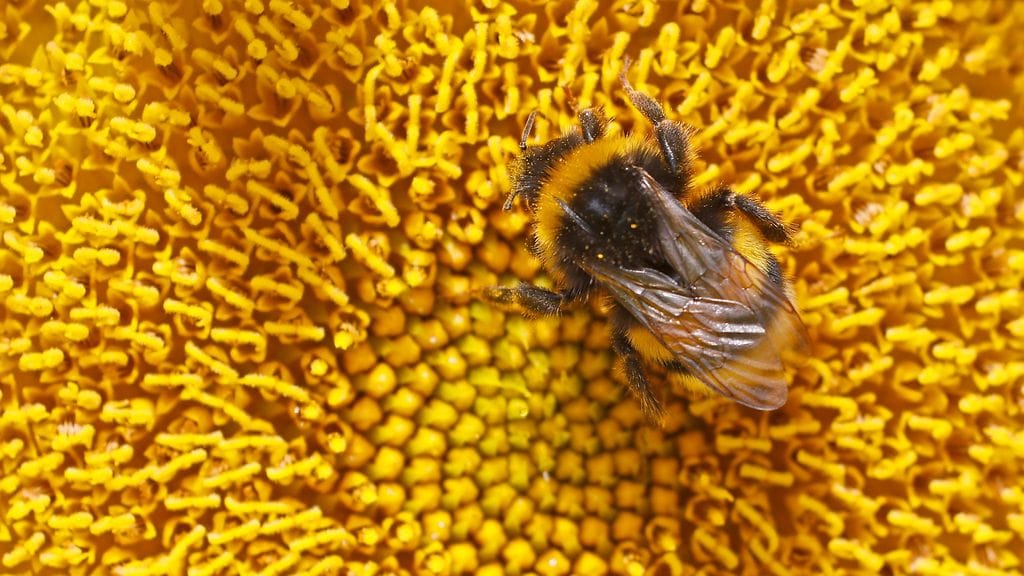 Tutkimus paljastaa, että kimalaiset oppivat työskentelemään yhdessä ratkaistakseen vaativia tehtäviä ja näyttävät myös ymmärtävän parinsa roolin.