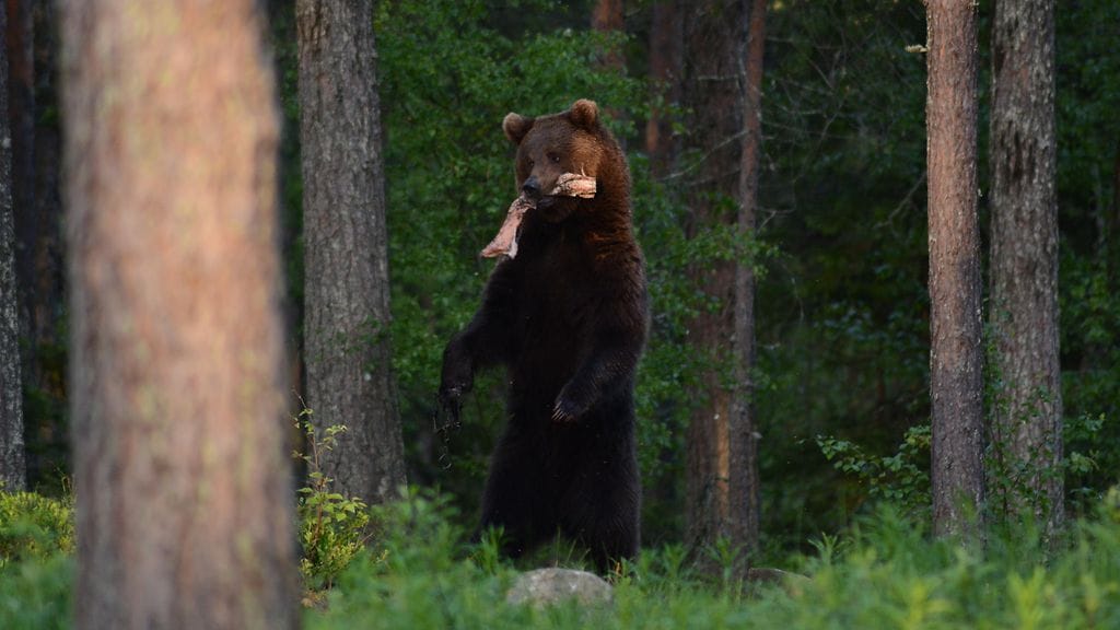 Kuusamon rautakarhu 1