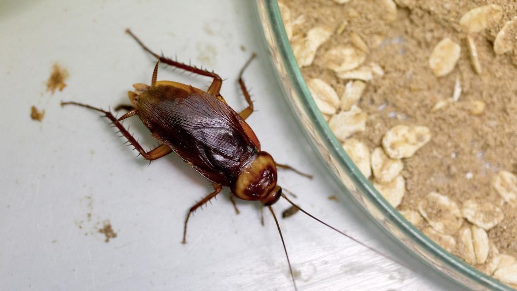 Saksantorakka eli russakka (Blattella germanica L.) on yleinen myös Euroopassa.