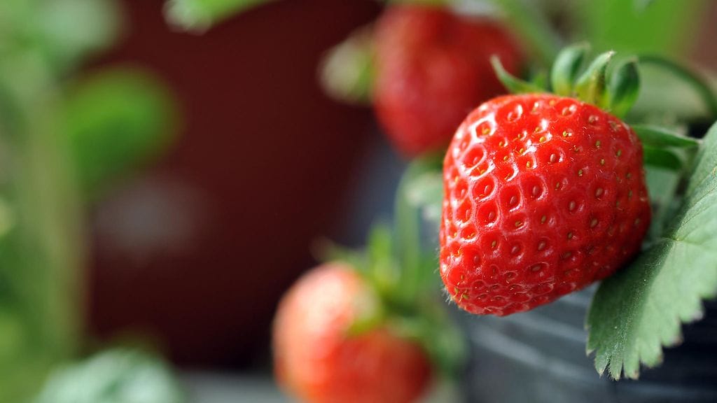 Suomalaisia varhaisperunoita ja mansikoita saa jo kaupoista.