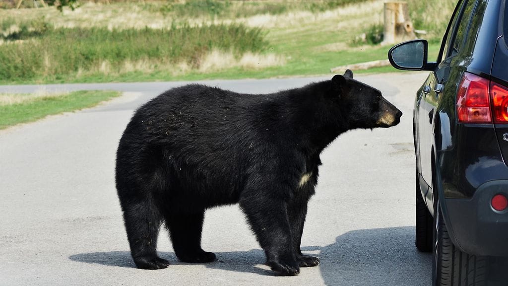 Kuvan karhu on autossa tapahtuneeseen välikohtaukseen syytön.