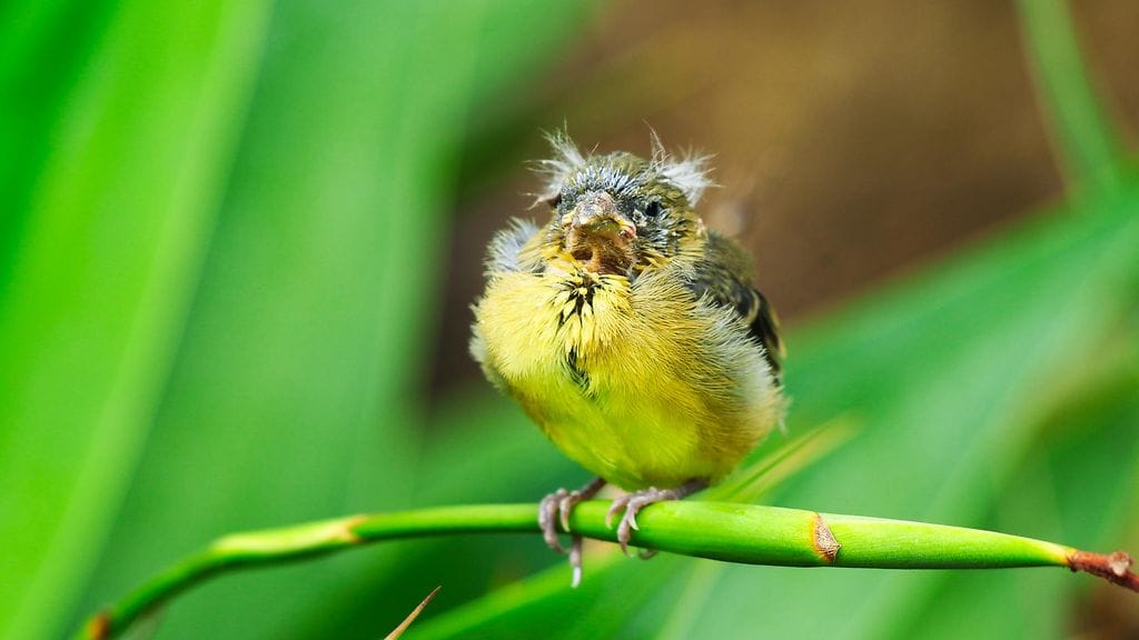 Ystävykset halusivat tarjota linnulle turvallisen kyydin, joten he tilasivat sille Uberin, kertoo KSL. Kuvan kiukkuinen lintu ei liity tapaukseen.