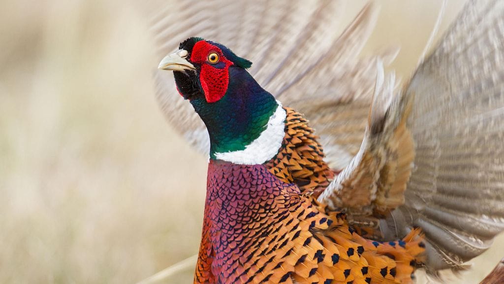 Fasaani mäjähti Tommy Fosterin kypärään valtavalla voimalla.