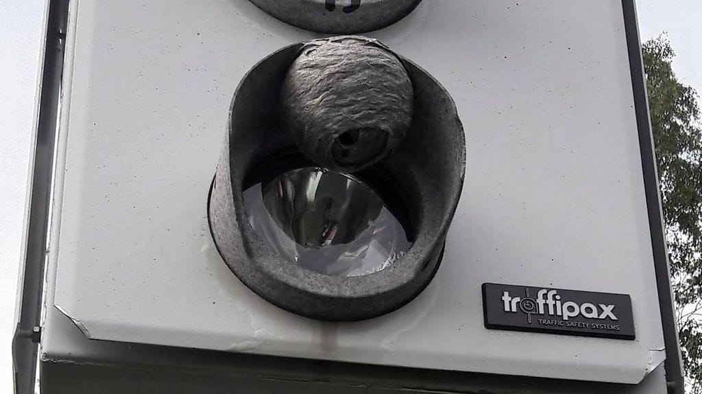 Peltipoliisi Ampiaispesä