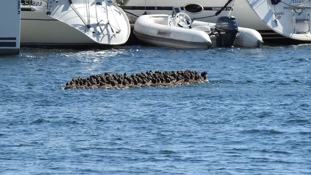 kertajulkaisu lukija haahka 1