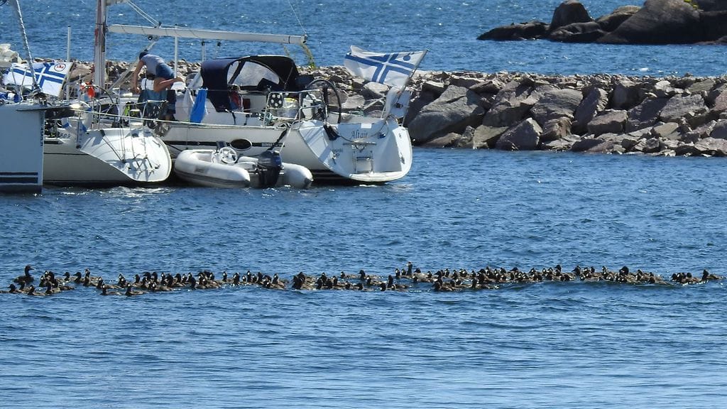 "Meillä täällä Hangossa on haahkat pikkusen isossa ryhmä hoidossa", kirjoitti Terho Manner Facebookiin. Kuvat: Terho Manner