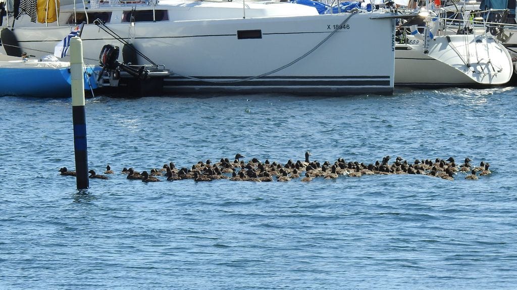 kertajulkaisu lukija haahka 3