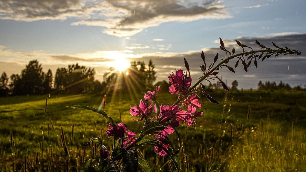 Kuva: Maija Savolainen