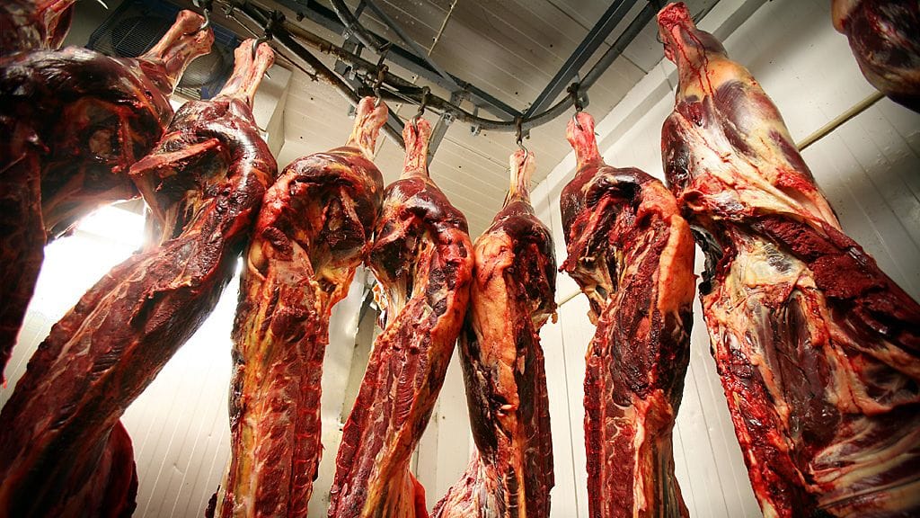 Evira kertoi eilen tarkastaneensa teurastamot, joilla epäiltiin tapahtuneen eläinsuojelurikkeitä. Eviran mukaan eläimiä ei tarkastusten aikana käsitelty lainvastaisesti.