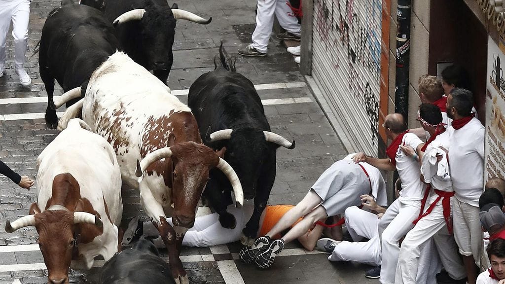 Joka aamu kahdeksalta paikallista aikaa varta vasten kasvatetut härät jahtaavat satoja osallistujia 800 metrin pätkällä Pamplonan kapeita kujia.